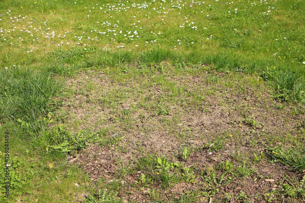 Wall mural nice green grass with big circe with just sown grass, mostly with just dirt and small stones