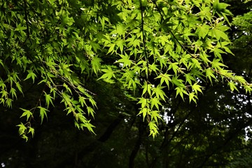 森林浴/新緑の城山公園（アジア日本神奈川県大磯町）
