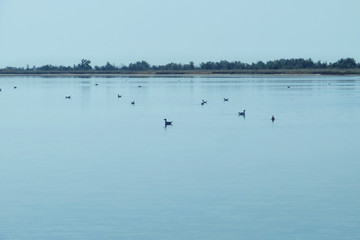 Birds on calm water