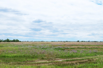 Summer field with wild flowers