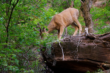 Young Mule Deer with velvet antlers
