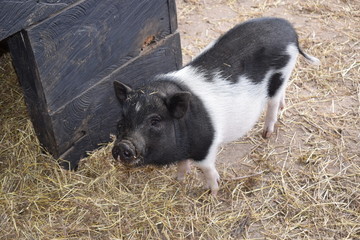 Cerdo negro y blanco