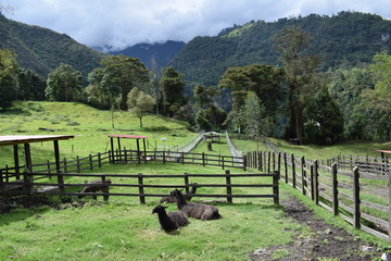 Llamas en corral