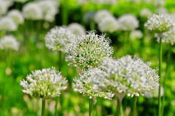 咲き始めのアリウム・ギガンテウム