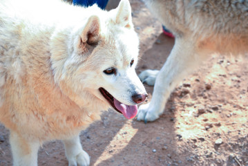 Wolf Dog Photos Royalty Free Images Graphics Vectors Videos