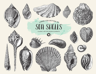 retro summer, beach and ocean vector design elements: large collection of hand drawn vintage sea shells and snails - 159243074