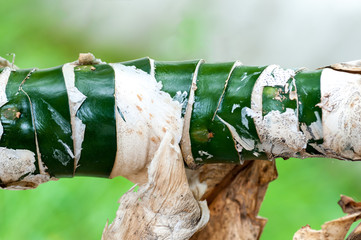Dieffenbachia stalk with other stalks and off-white wall on garden