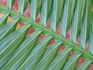 palm frond close up