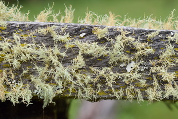 Musgo y L&iacute;quenes en madera
