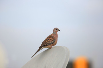 Morning dove on the dish antenna