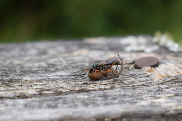 Avispa cazando una araña