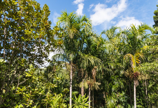 palm trees growing in Gondwana rainforest in Australia