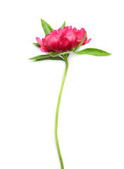 Obraz premium Beautiful peony flower on white background