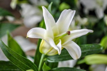 closeup photo of flower, tulips