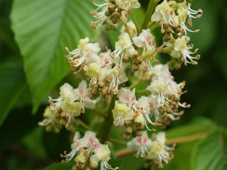 トチノキの花　クローズアップ