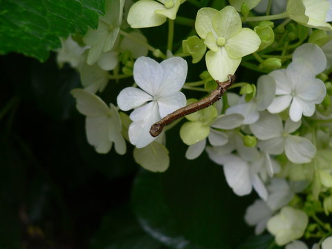 アジサイの花弁についた擬態中の尺取虫(奈良県)