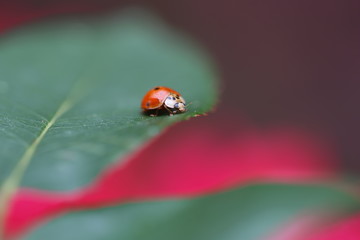 Ladybug Sleep
