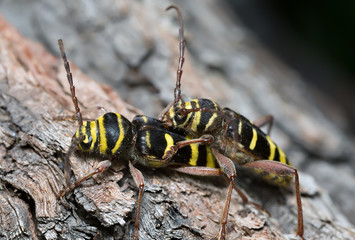 Mating long horn beetles, Plagionotus detritus