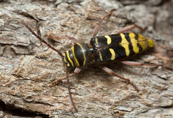 Long horn beetle, Plagionotus detritus