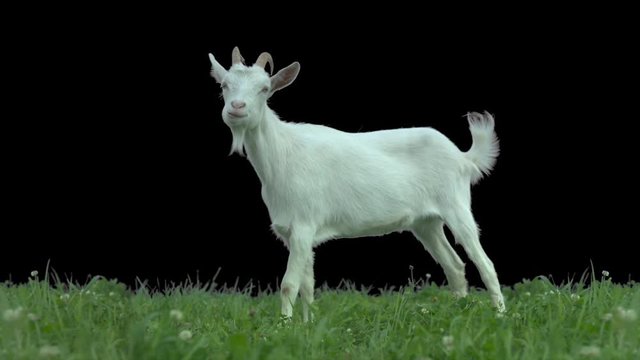 Goat on green meadow. Production quality clip with alpha matte. ProRes 422HQ 30FPS.
