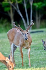 White-tailed buck deer (Odocoileus virginianus) with velvet antlers