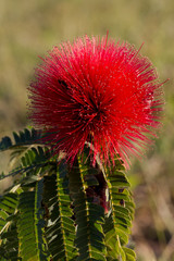 Brazilian Wild Flowers