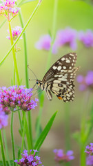 Beautiful Butterfly on Colorful Flower