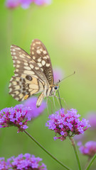 Beautiful Butterfly on Colorful Flower