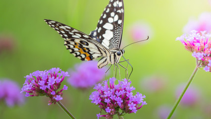 Beautiful Butterfly on Colorful Flower
