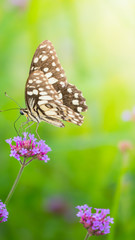 Beautiful Butterfly on Colorful Flower