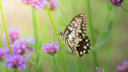 Beautiful Butterfly on Colorful Flower