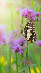Beautiful Butterfly on Colorful Flower
