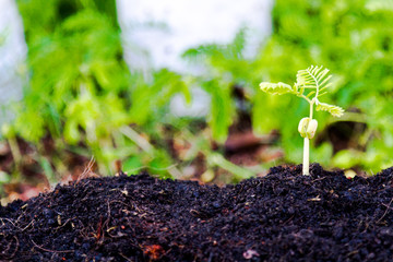 Shoots tree sprout in the soil