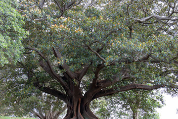 オーストラリア王立植物園の大木