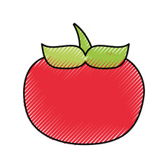 tomato fresh isolated icon vector illustration design