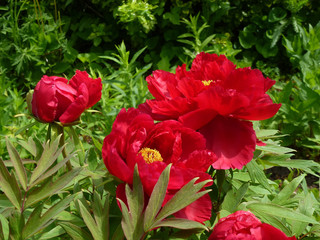 Red peonies