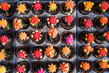 Many colorful cactus