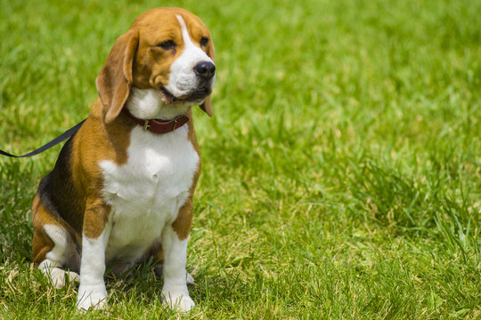 Dog beagle on green grass. closeup Beagle. Beagle dogs, portrait