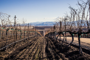 Vineyard in the wintertime