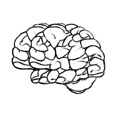 sketch brain human organ mind icon vector illustration