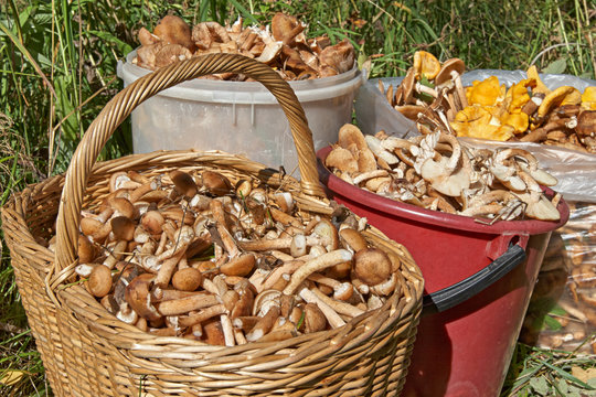 The crop of honey agarics and chanterelles 
