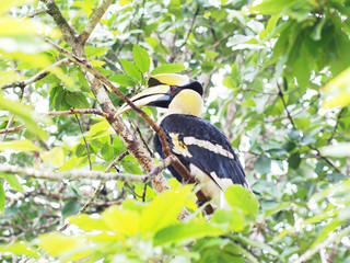 Great hornbill bird on tree