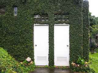 Fototapeta na wymiar House wall covered with green vine plant and white doors in rainy season