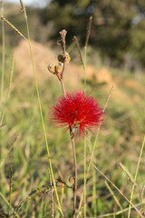 Brazilian Wild Flowers