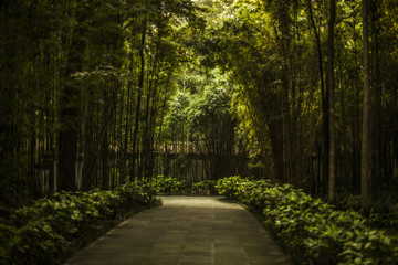 Fototapeta premium Bamboo forest in Chengdu, China