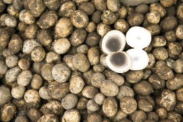 Barometer Earthstars