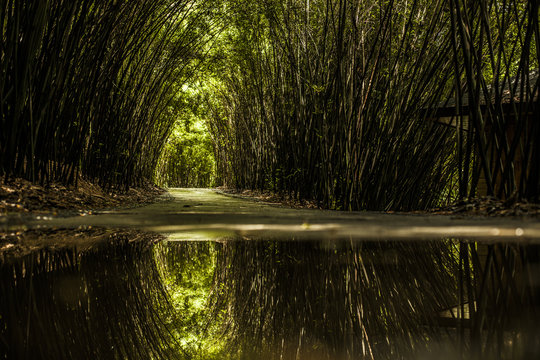 Bamboo Forest In Chengdu, China