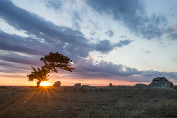 Naklejka premium Beautiful Australian Landscape of Tree and Rocks on Hilltop
