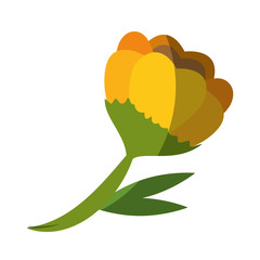 beautiful flowers icon over white background colorful design vector illustration