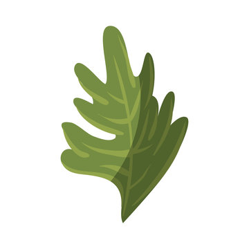 leaf icon over white background colorful design vector illustration